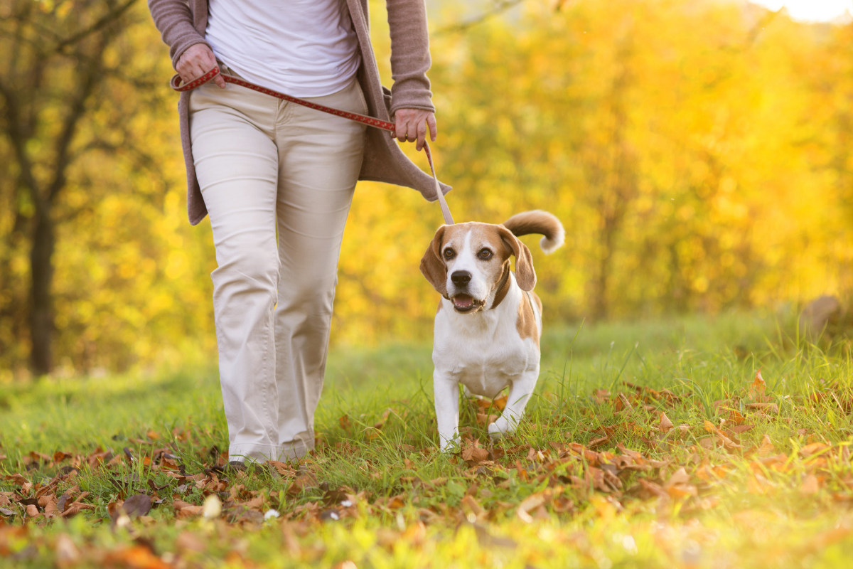 Dog friendly walking routes Seaworld.