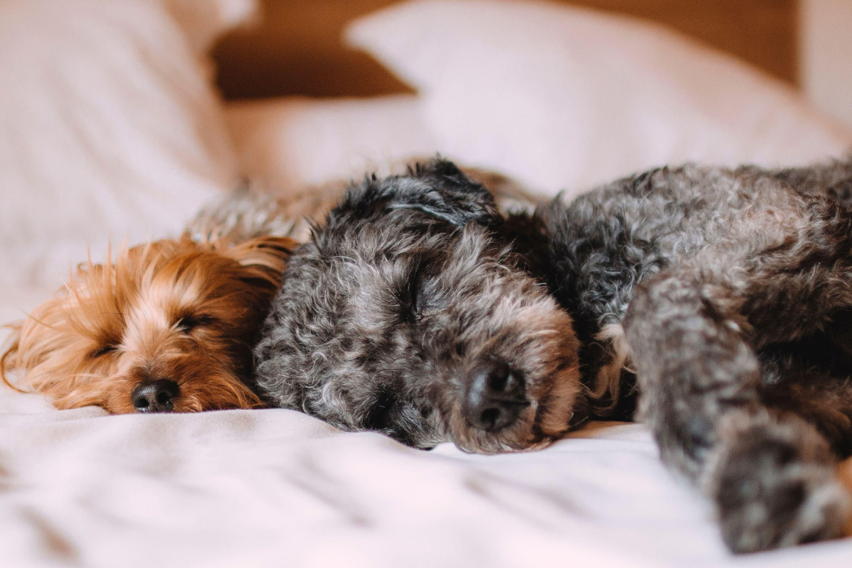 Dog Friendly hotel Seaworld.