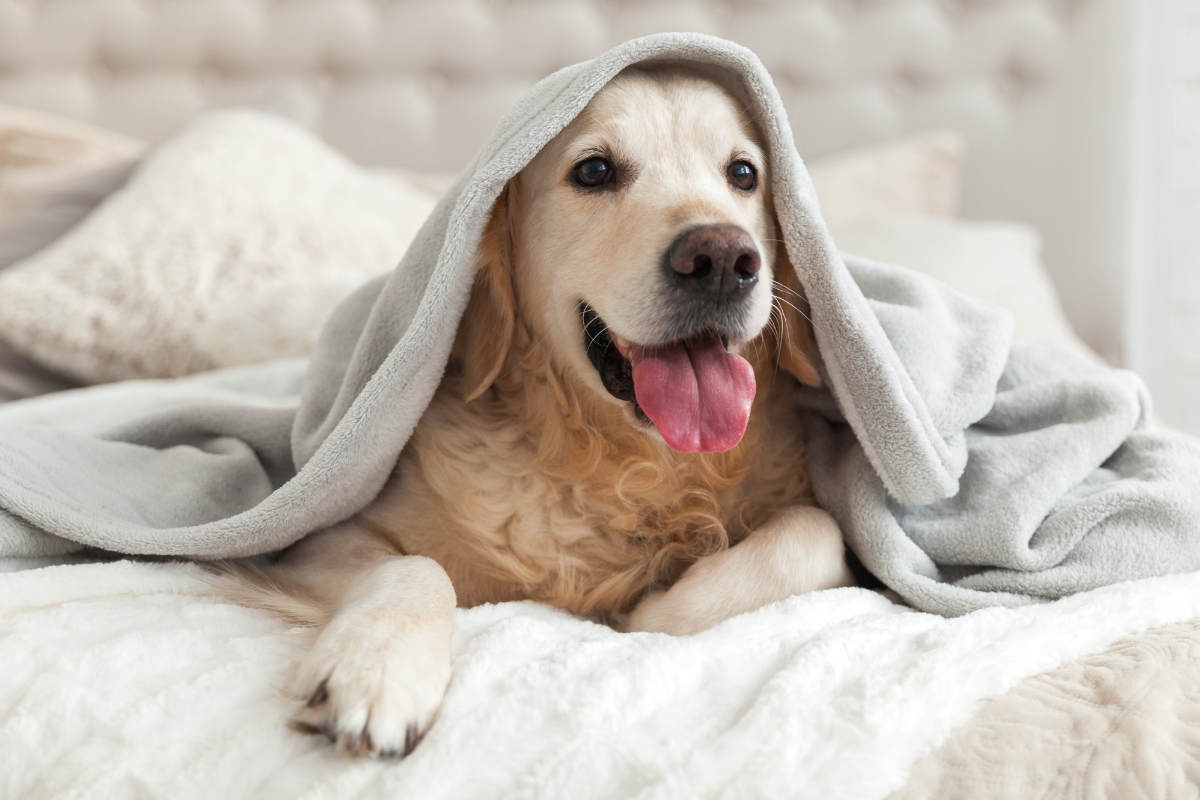 Dog friendly hotel package Seaworld.